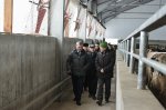 Launch of four modern dairy farms in Voronezh oblast