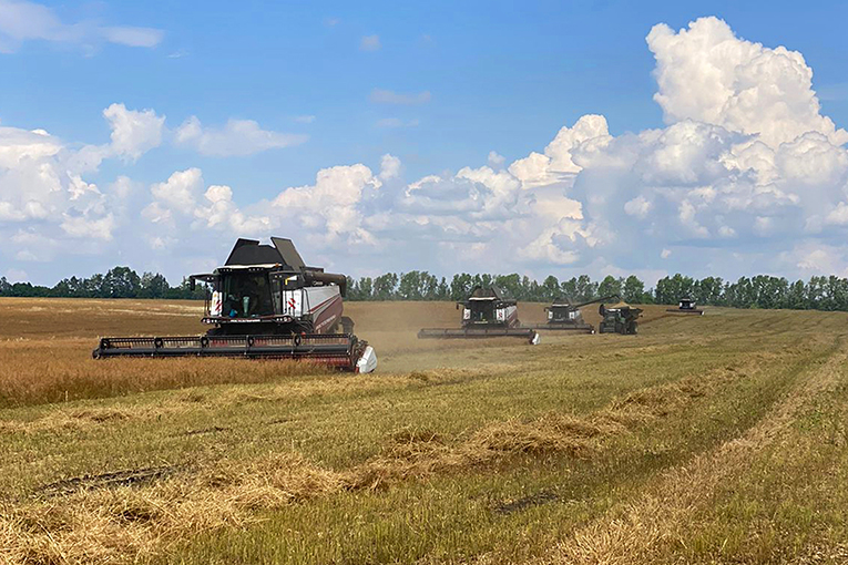 EkoNiva begins reaping winter camelina in Volga region