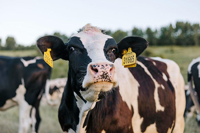 Forty kg of milk per day