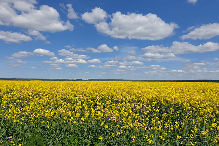 EkoNiva expanding winter rapeseed area